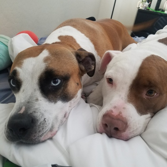 Meet your Posher, Amber - Picture 1 of 7